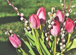 enchanting Tulip Bouquet Willow