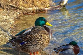 enchanting Duck Drake Pair