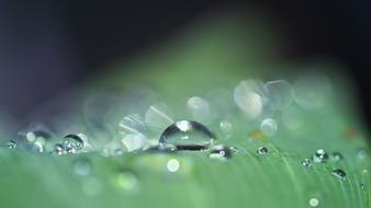 Close Up view of Drop Of Water Dew