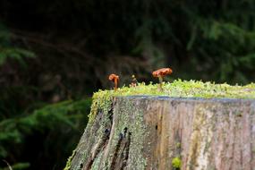 splendid Mushrooms Forest Autumn