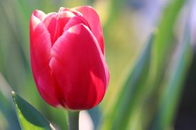 Red Tulip, Blossom close up
