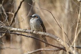 bird on a tree branch in winter on a blurred background