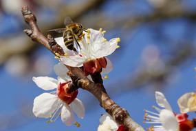 wasp pollinates a blossoming apple tree