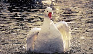Goose Domestic Poultry splashing water close up