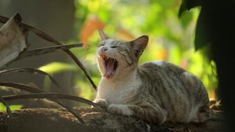 cat Kerala India
