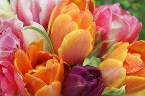 Bright Bouquet of colorful Tulips