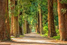 landscape of Avenue and Trees