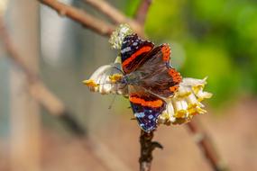 incredible Butterfly Admiral Edelfalter