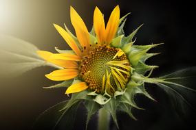 sunflower flower on black background