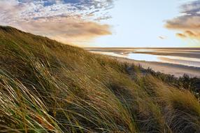 delightful Beach Coast Grass