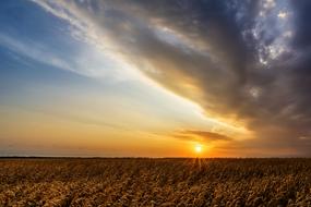 dawn over a rural grain field