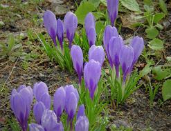 purple Crocus After The Rain Flowers