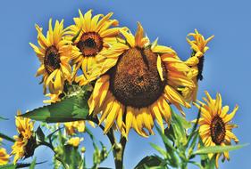 gorgeous big Sunflower