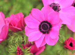 unusually beautiful pink Plant
