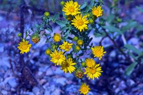 yellow flowers on the purple background