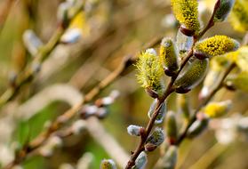 macro photo of blooming willow