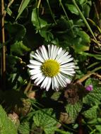 Marie Flower Daisy