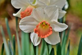 incredible Narcissus Flower