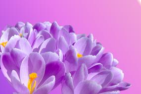 lilac flowers on the pink background