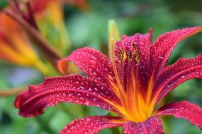 Lily Red Blossom in drops of water close-up on a blurred background