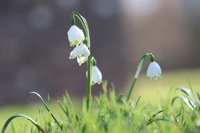 attractive Snowdrop Flowers