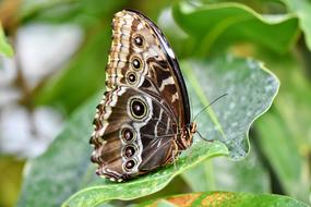 tropical butterfly on green leaf of plant with blurred background