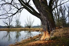 tree damaged by beavers on the shore of a pond