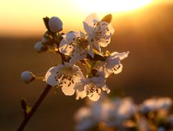 flowering tree branch at sunset