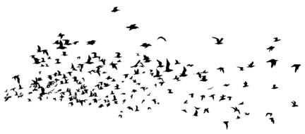 flock of black birds on a white background