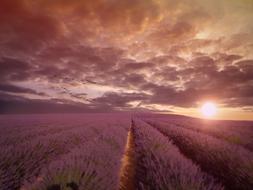 incredible Lavender Field