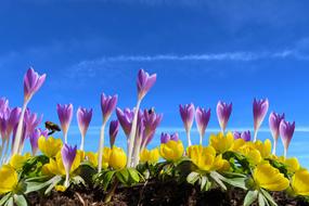 delightful Landscape Flowers