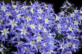 bush with purple flowers in the garden
