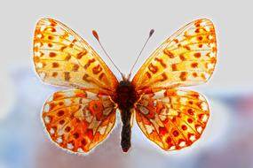 yellow and orange butterfly on the window