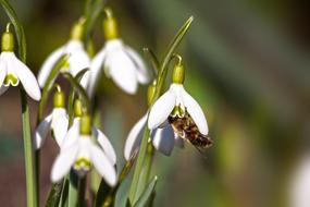 attractive Snowdrop white Flower