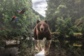 bear in the river in the green forest
