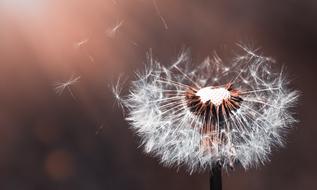 Closeup view of Dandelion Flower Nature