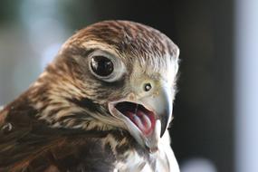 Raptor Bird head close up