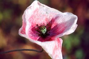 attractive Poppy Blossom