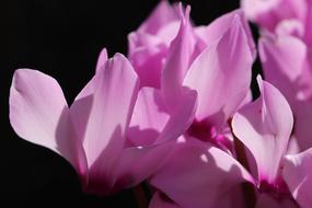 Beautiful, blooming, pink cyclamen flowers in light