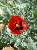 red Flower Glaucium Corniculatum