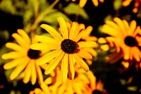 Yellow Flower Close Up on a blurred background