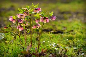 Hellebore Flower Plants