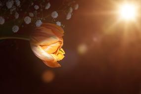 Tulip Flower and sun