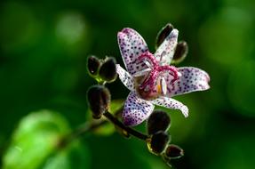 splendid Tricyrtis Hirta Flower