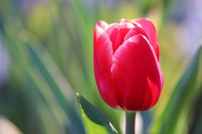 Red Tulip Bloom