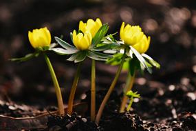 Beautiful, blossoming, yellow winter aconite flowers with green leaves