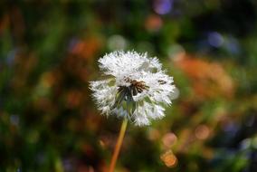 white fluffy dandelion flower