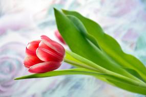 Close-up of the beautiful, red and white tulip flower with green leaves, at background with colorful flowers