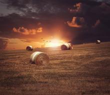 excellent Field Straw Sunset