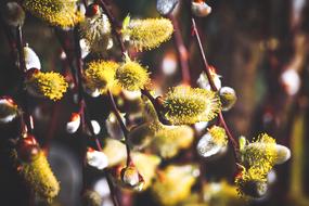 Close-up of the beautiful yellow and white willow catkins